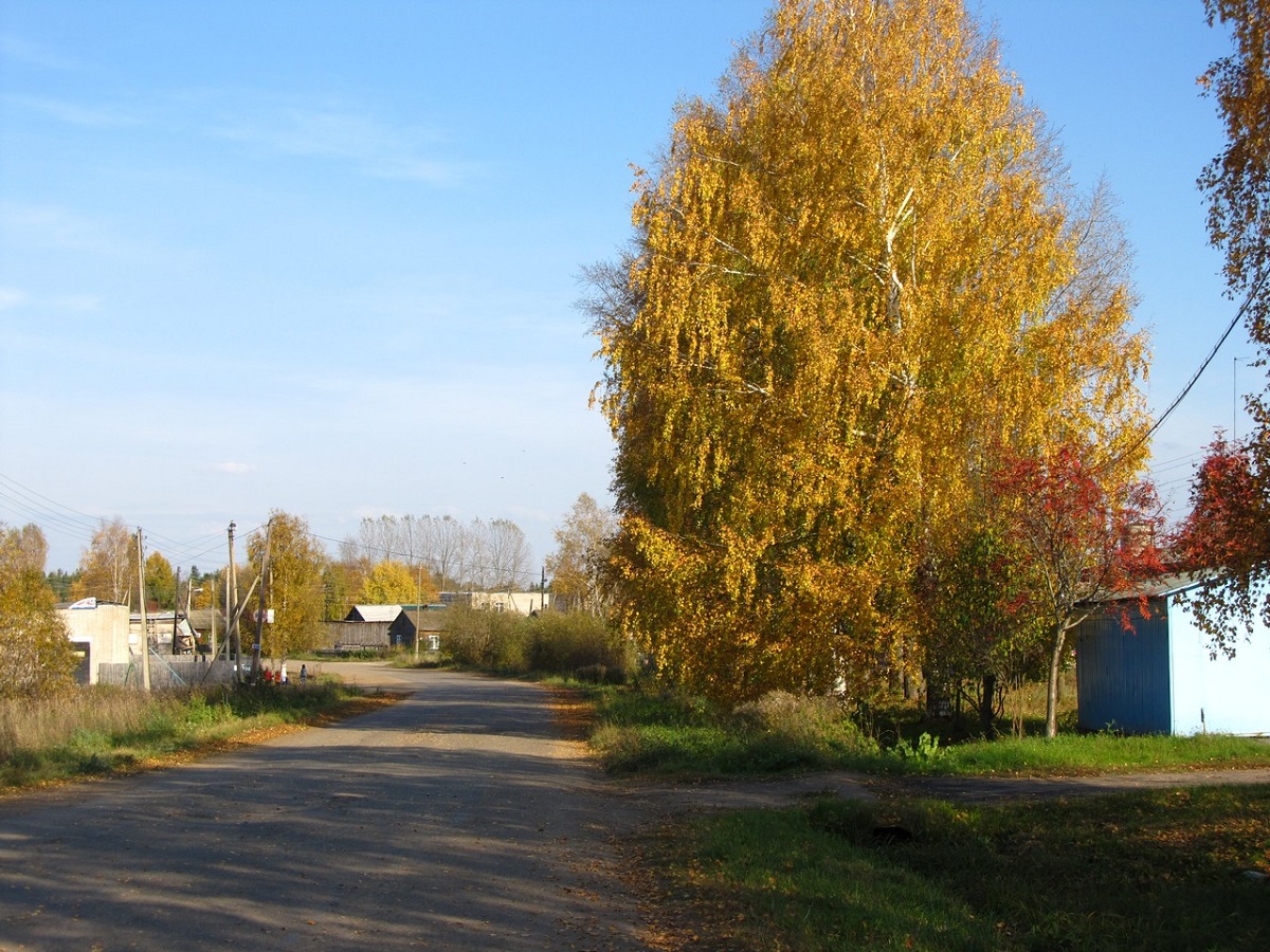 Берёзка золотая.